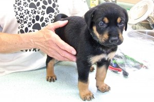 Picture of Scamp