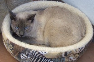Picture of Shadow