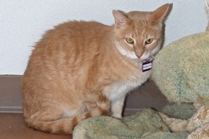 Picture of Shadow Too