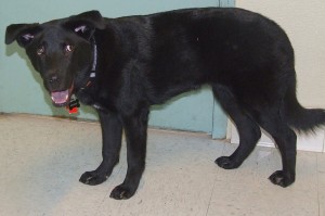 Picture of Shadow