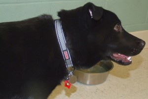 Picture of Shadow