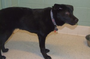 Picture of Shadow