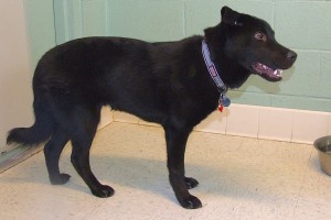 Picture of Shadow