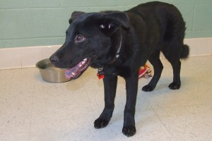 Picture of Shadow