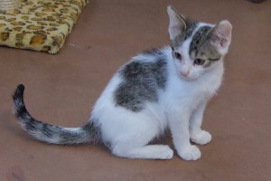 Picture of Shammie