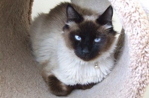 Picture of Slick