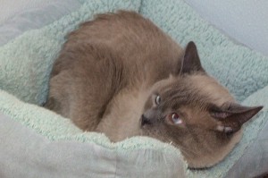 Picture of Smokey