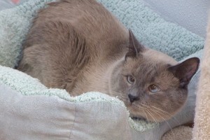 Picture of Smokey