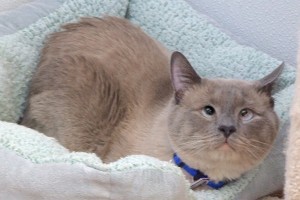 Picture of Smokey