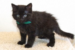 Picture of Sooty