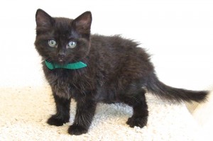 Picture of Sooty