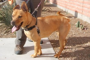 Picture of Sparky