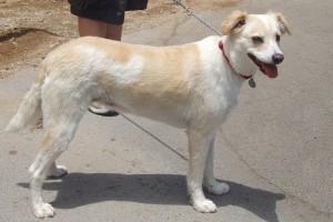 Picture of Tess