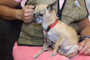 Picture of Tinker