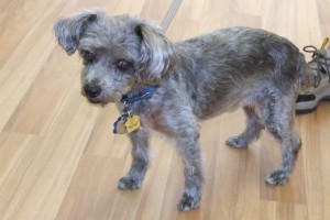 Picture of Trooper