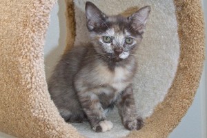 Picture of Willow