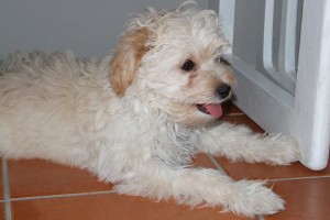 Picture of Beaux