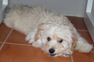 Picture of Beaux