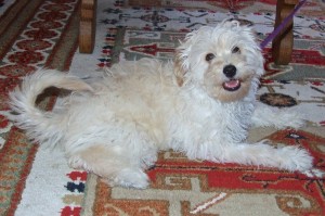 Picture of Beaux