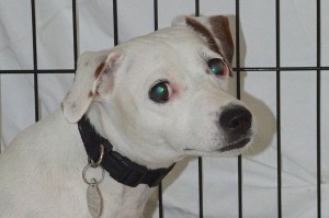 Picture of Blanca
