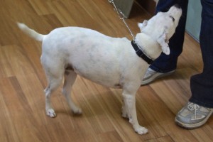 Picture of Blanca