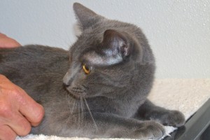 Picture of Blue
