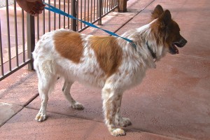 Picture of Buster Brown