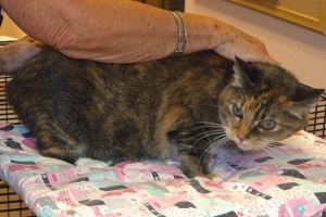 Picture of Callie