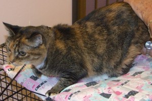 Picture of Callie
