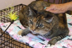 Picture of Callie