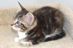 Picture of Cerise
