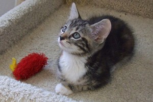 Picture of Cerise