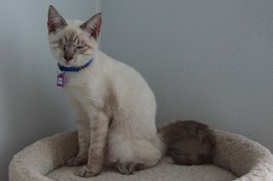 Picture of Cheerio