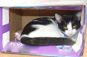 Picture of Chex