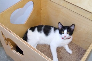 Picture of Chex