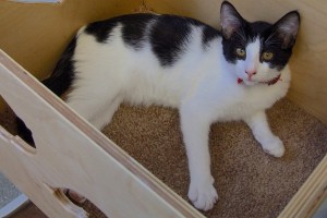 Picture of Chex