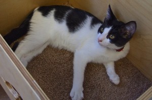 Picture of Chex