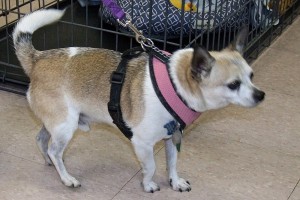 Picture of Chico