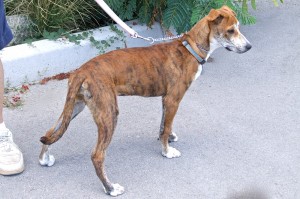 Picture of Cinnamon
