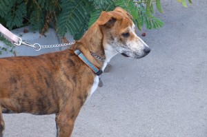 Picture of Cinnamon