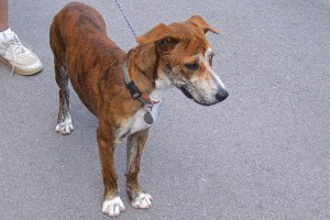 Picture of Cinnamon
