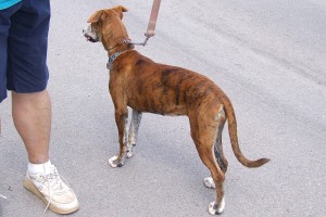 Picture of Cinnamon