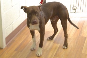 Picture of Clyde