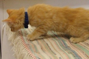 Picture of Copper