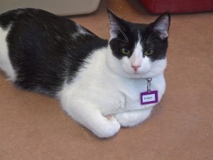 Picture of Crispix