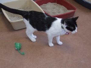 Picture of Crispix