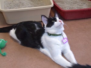 Picture of Crispix