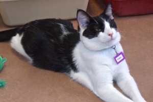 Picture of Crispix