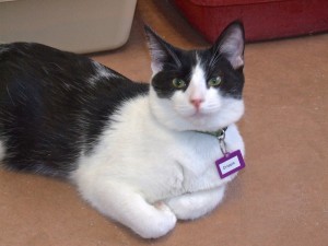 Picture of Crispix