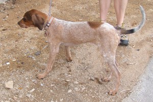 Picture of Daisy
